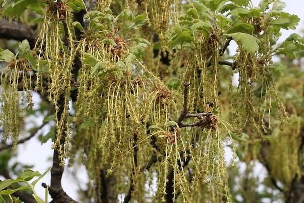 dub letný Quercus robur L.