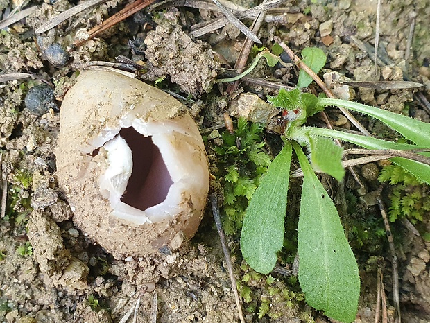 tulipánovka fialová Sarcosphaera coronaria (Jacq.) J. Schröt.