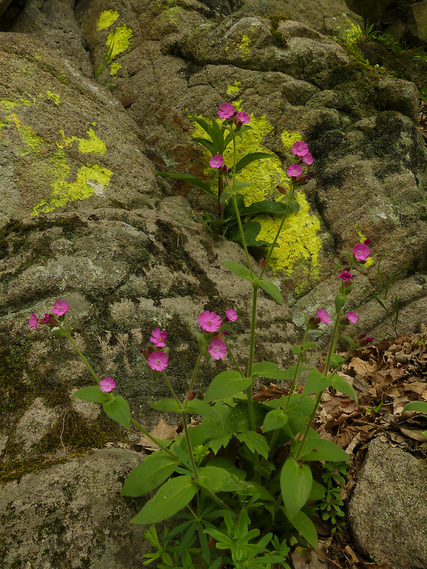 silenka červená Silene dioica (L.) Clairv.