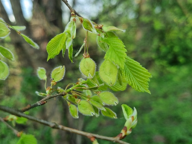 brest väzový Ulmus laevis Pall.