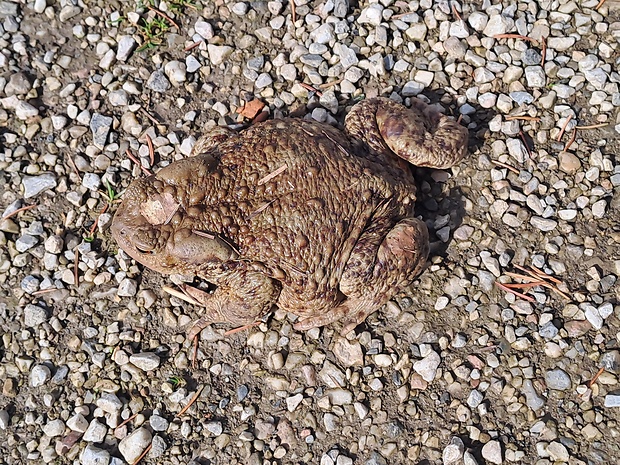 ropucha bradavičnatá   Bufo bufo