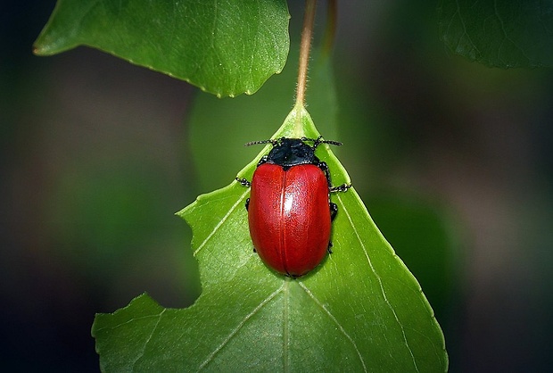 liskavka topoľová (sk) / mandelinka topolová (cz) Chrysomela populi (Linnaeus, 1758)