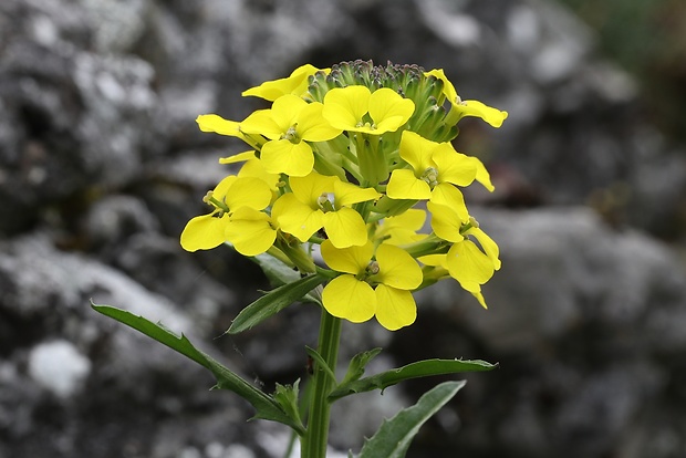 horčičník voňavý Erysimum odoratum P. Gaertn., B. Mey. et Scherb.