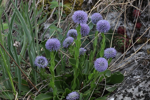 guľôčka bodkovaná Globularia punctata Lapeyr.