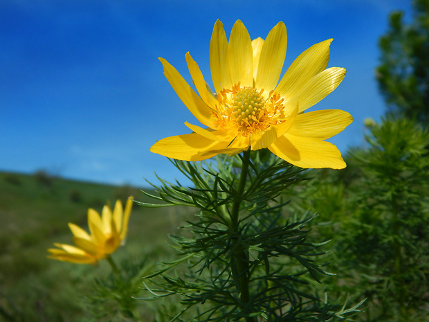 hlaváčik jarný Adonis vernalis L.