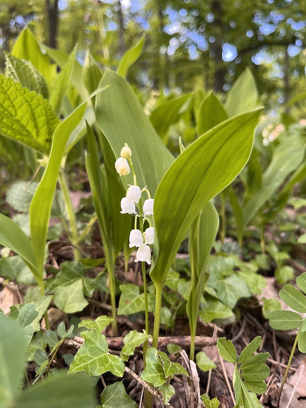 konvalinka voňavá Convallaria majalis L.