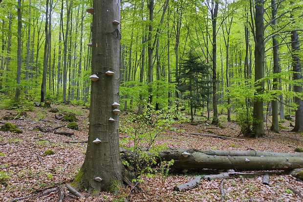 práchnovec kopytovitý Fomes fomentarius (L.) J.J. Kickx