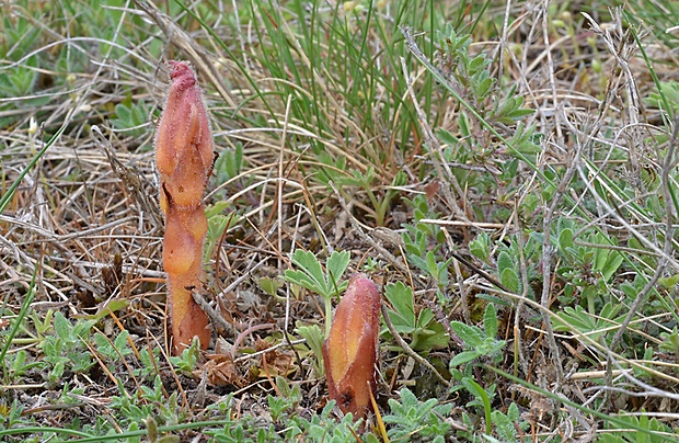 záraza Orobanche sp.