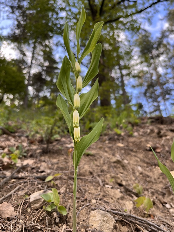 kokorík mnohokvetý Polygonatum multiflorum (L.) All.