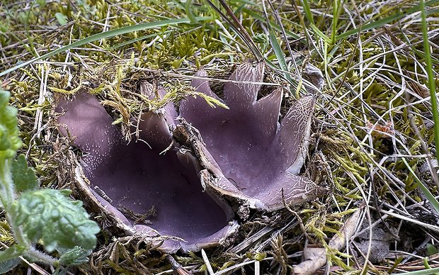 tulipánovka fialová Sarcosphaera coronaria (Jacq.) J. Schröt.