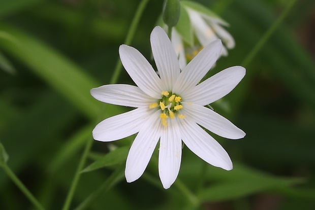 hviezdica veľkokvetá Stellaria holostea L.