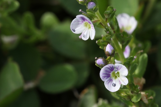 veronika dúškolistá Veronica serpyllifolia L.