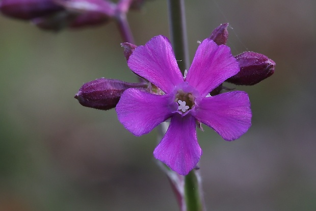 smolnička obyčajná Viscaria vulgaris