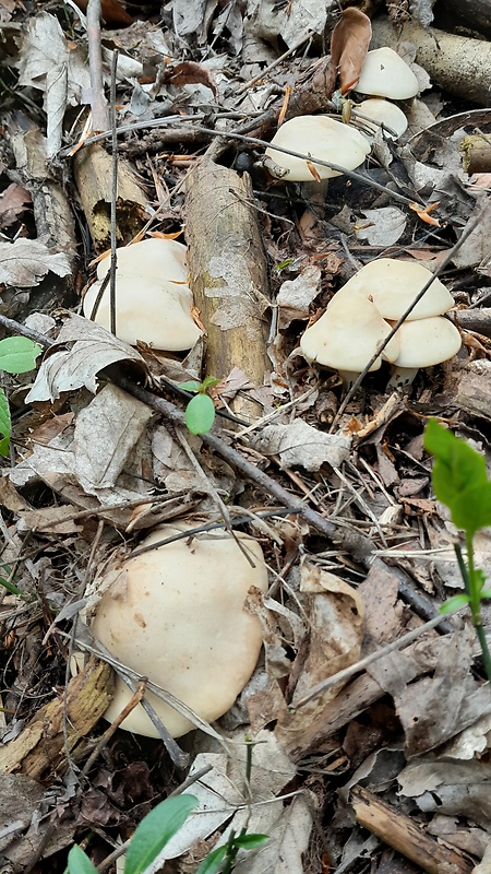 čírovnica májová Calocybe gambosa (Fr.) Donk