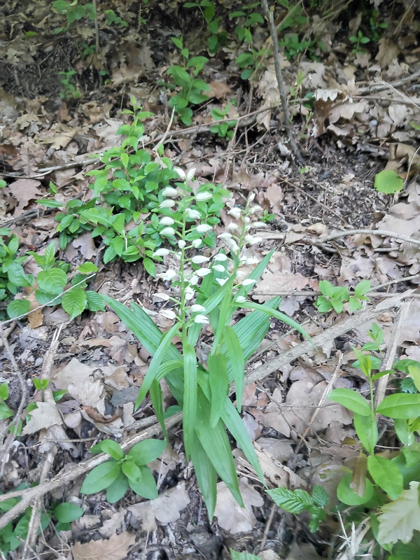 prilbovka dlholistá Cephalanthera longifolia (L.) Fritsch