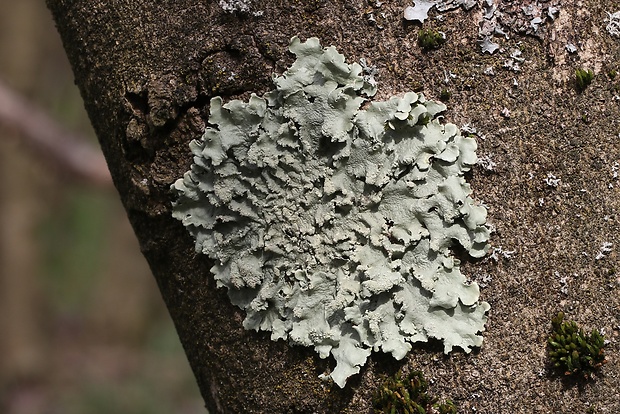 diskovka kučeravá Flavoparmelia caperata (L.) Hale