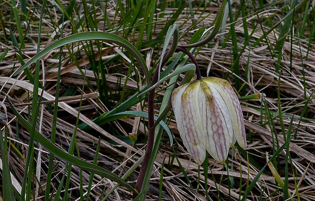 korunkovka strakatá Fritillaria meleagris L.