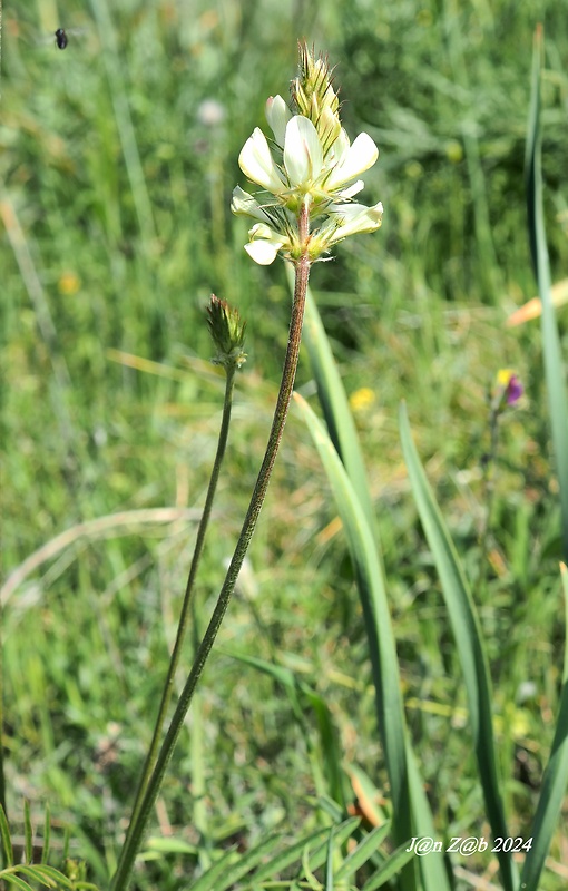 vičenec Onobrychis saxatilis  (L.) Lam.