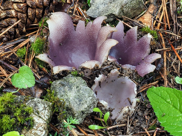 tulipánovka fialová Sarcosphaera coronaria (Jacq.) J. Schröt.