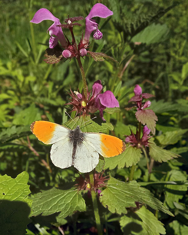 mlynárik žeruchový Anthocharis cardamines