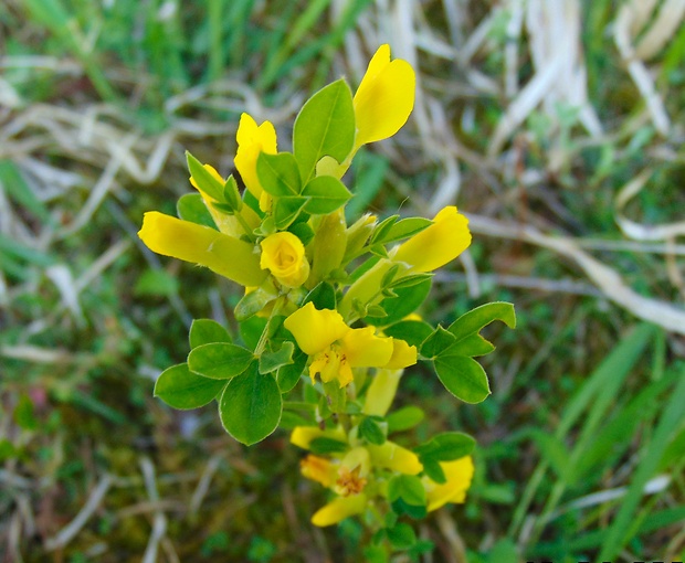 zanoväť regensburská Chamaecytisus ratisbonensis (Schaeff.) Rothm.