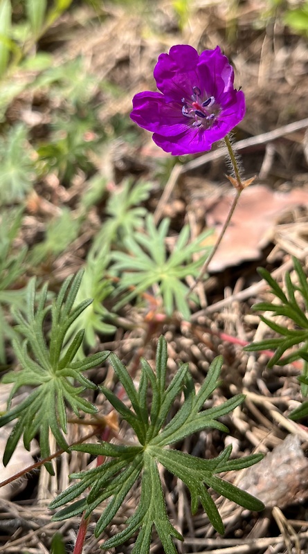 pakost krvavý Geranium sanguineum L.