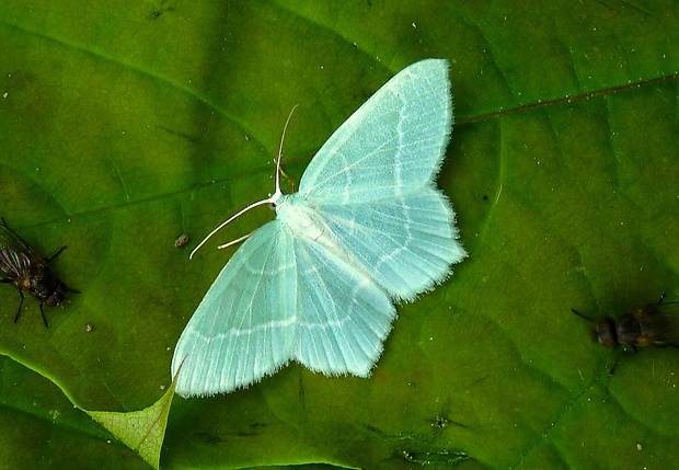 piadivka zelenkavá Jodis lactearia