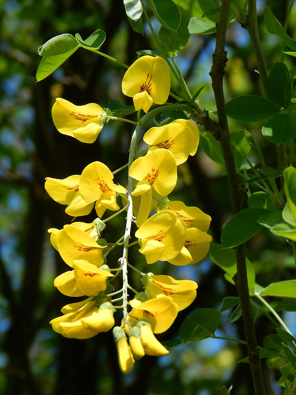 štedrec ovisnutý Laburnum anagyroides Medik.