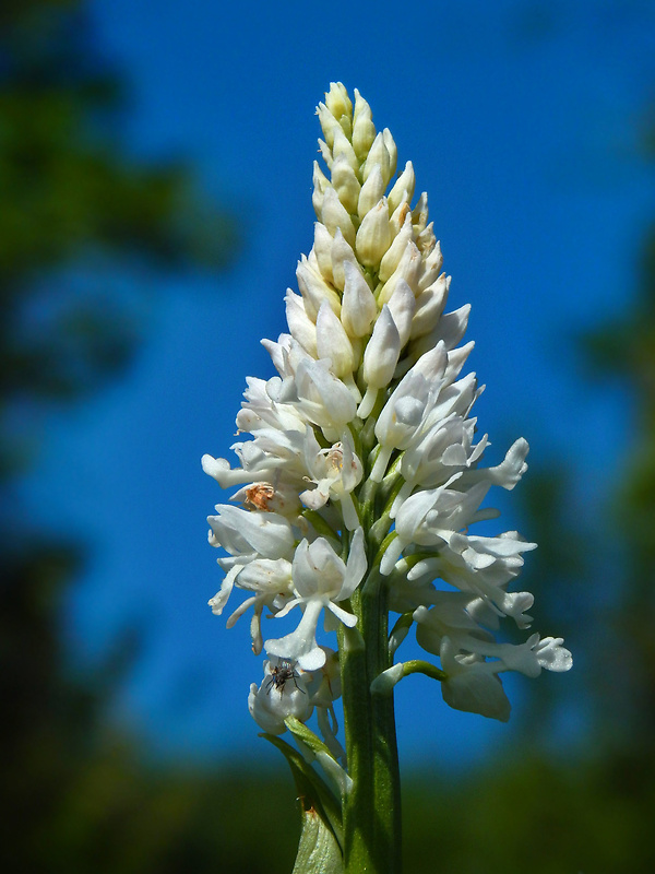 vstavač vojenský Orchis militaris L.