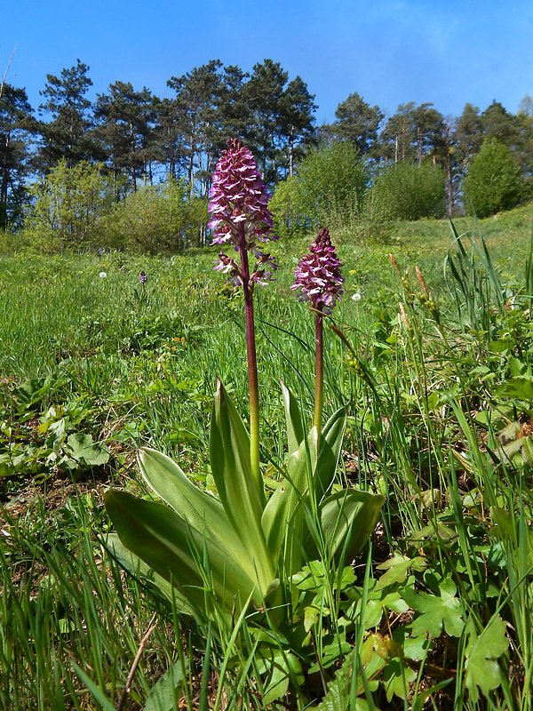 vstavač purpurový Orchis purpurea Huds.