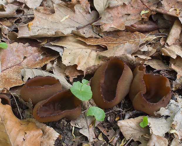 čiaška Peziza sp.