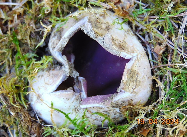 tulipánovka fialová Sarcosphaera coronaria (Jacq.) J. Schröt.