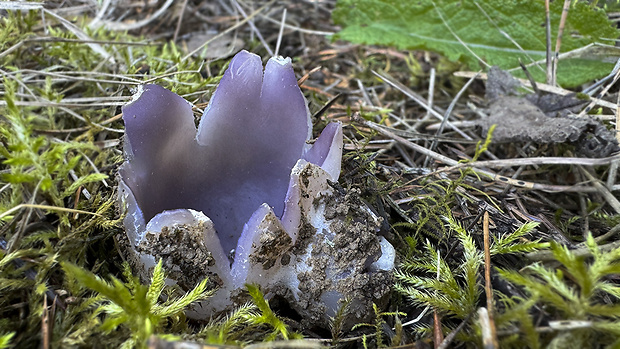 tulipánovka fialová Sarcosphaera coronaria (Jacq.) J. Schröt.