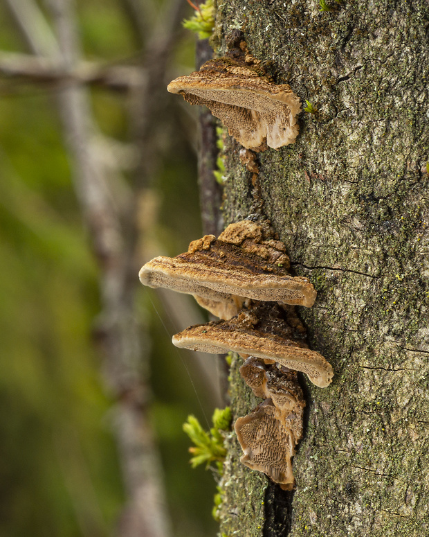 trúdnikovec srstnatý Trametes trogii Berk.