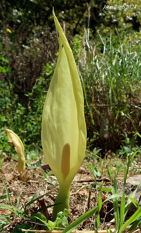 áron Arum italicum Mill.