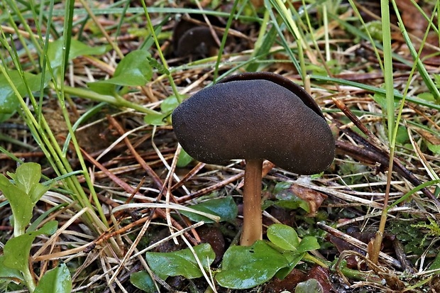 chriapač tmavý Helvella solitaria P. Karst.