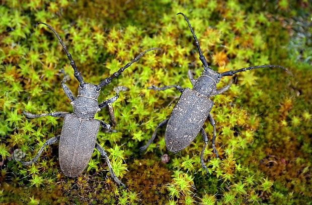 fuzáč vrbový (sk) / kozlíček vrbový (cz) Lamia textor (Linnaeus, 1758)