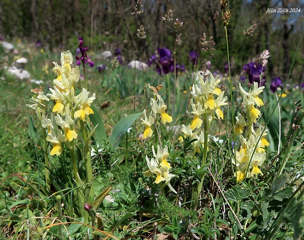 vstavač Orchis pauciflora Ten.