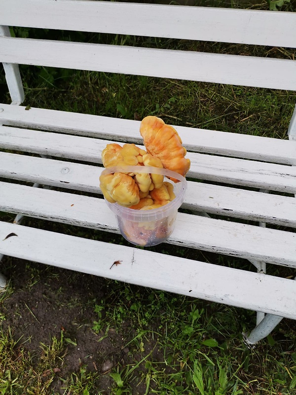 sírovec obyčajný Laetiporus sulphureus (Bull.) Murrill