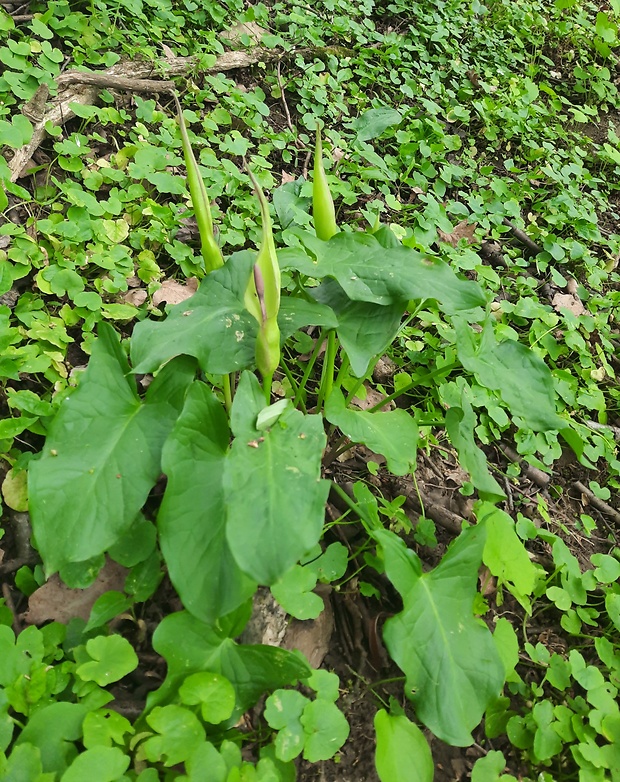 áron alpský Arum alpinum Schott et Kotschy