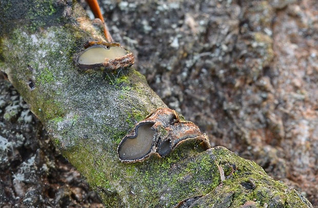 kolpóma dubová Colpoma quercinum (Pers.) Wallr.