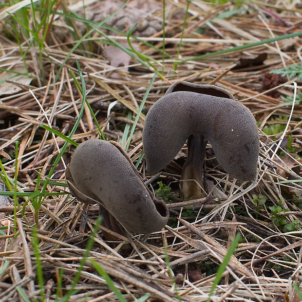 chriapač tmavý Helvella solitaria P. Karst.