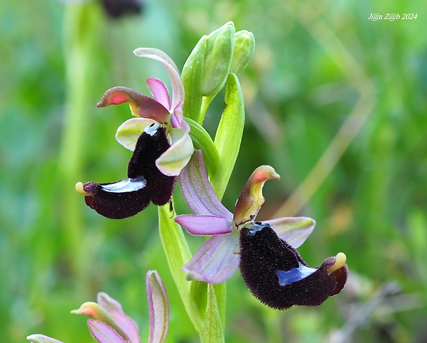 hmyzovník bertoloniho Ophrys bertolonii Moretti