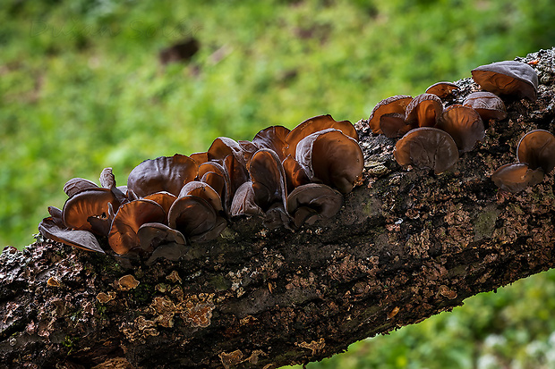 uchovec bazový Auricularia auricula-judae (Bull.) Quél.