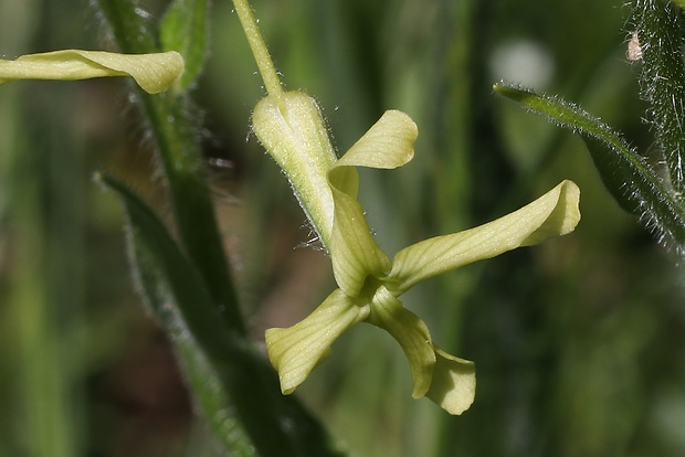 večernica smutná Hesperis tristis L.