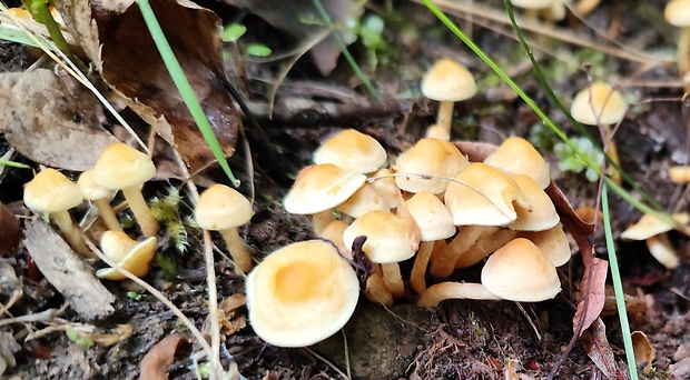 strapcovka zväzkovitá Hypholoma fasciculare (Huds.) P. Kumm.