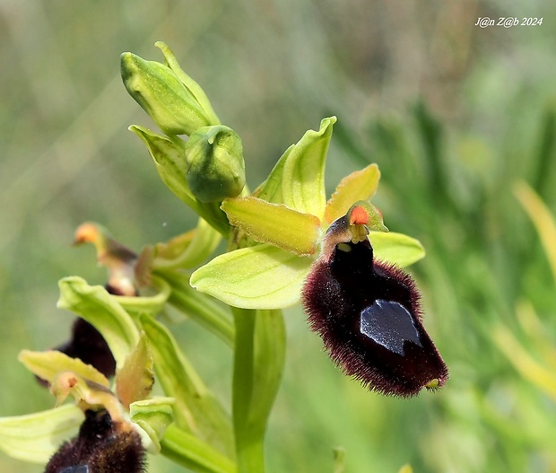 hmyzovník Ophrys bertoloniformis O. Danesch et E. Danesch