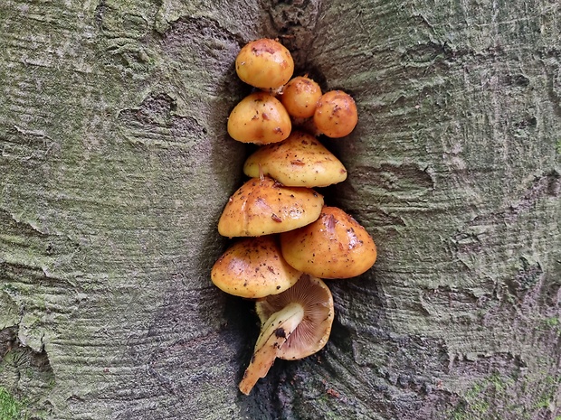 šupinovka slizká Pholiota adiposa (Batsch) P. Kumm.