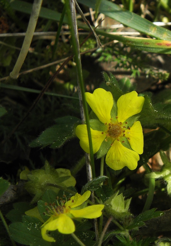 nátržník plazivý Potentilla reptans L.