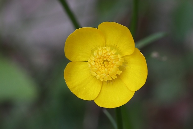 iskerník prudký Ranunculus acris L.